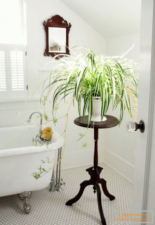 Décoration de salle de bain avec plantes d'intérieur