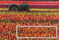 15 ravissants champs de fleurs printanières à travers le monde