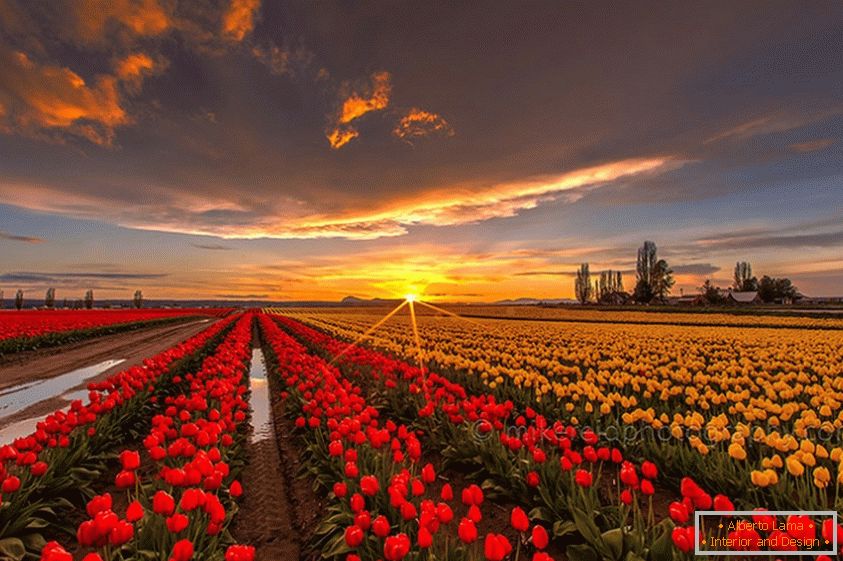 Champs de tulipes