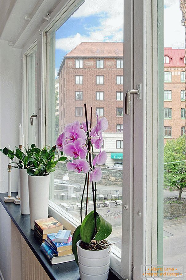 Fleurs sur le rebord de la fenêtre