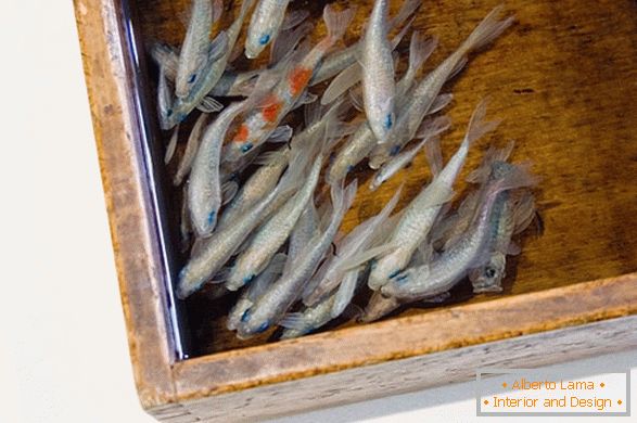 Images inhabituelles de poissons de l'artiste Riusuke Fakeori