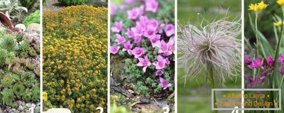 Les meilleures plantes pour le toboggan alpin - photos et noms