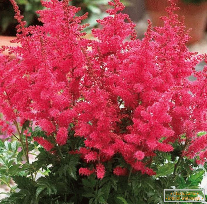 Astilba japanese and chinese: variétés et caractéristiques