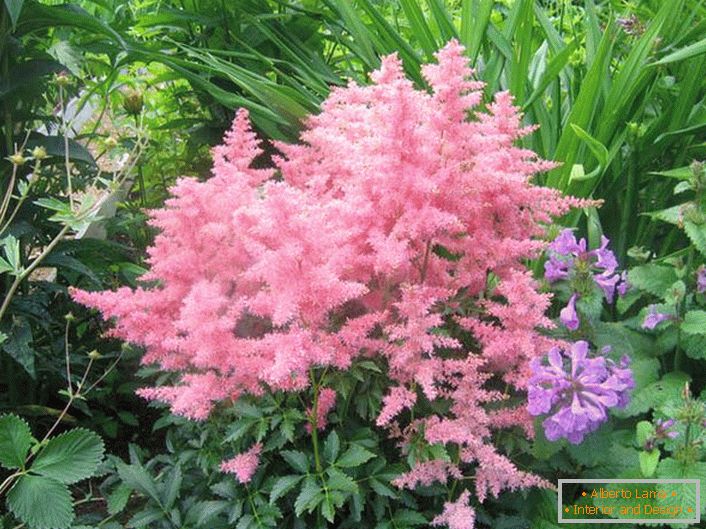 Astilba japanese and chinese: variétés et caractéristiques