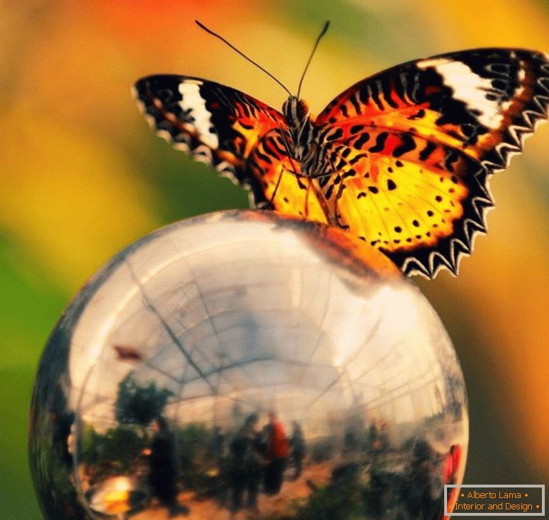 Butterfly-on-the-ball-9967