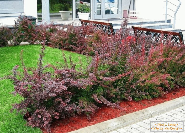 Exemple de décoration de pelouse avec des buissons d'épine-vinette.
