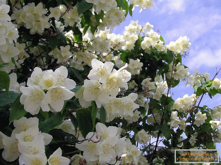 Le jasmin est un arbuste de la famille des oliviers avec des fleurs blanches en forme d'étoile. Le pays natal du jasmin est considéré comme l'Arabie et l'Inde orientale.