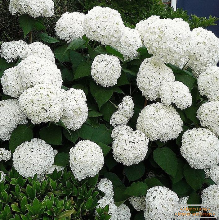 Hortensia bush avec de gros bourgeons blancs comme de la neige blanche à l'entrée de la maison.