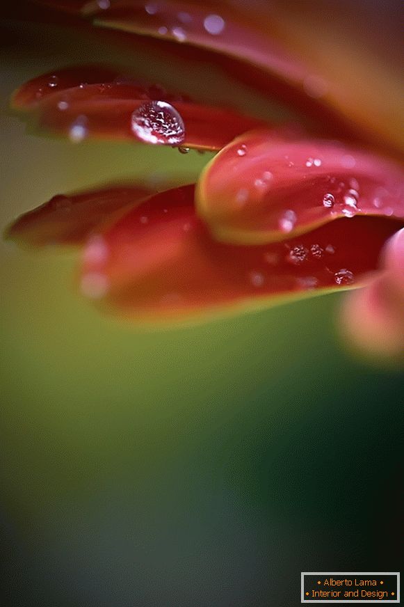Photo macro de fleur avec rosée