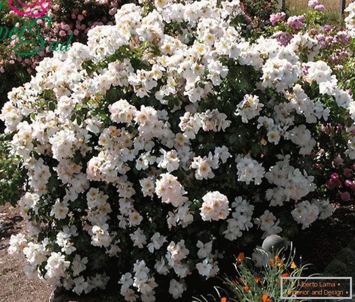Un buisson parfumé de rose blanche est une sorte de Sally Holmes.