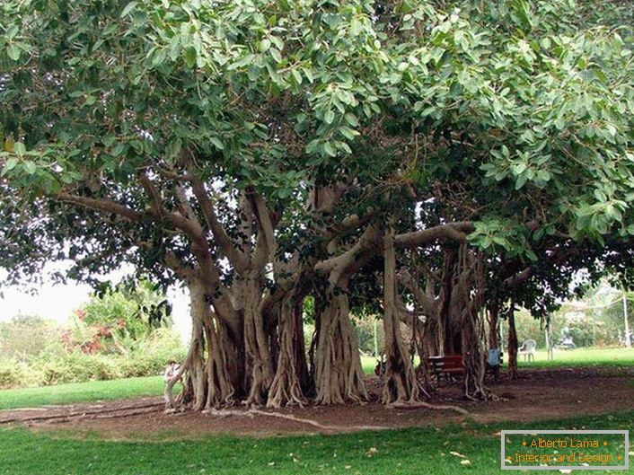Le ficus du Bengale est un arbre de la famille de Tutov, qui pousse dans les pays chauds de l'Inde, de la Thaïlande, du Sri Lanka et du Bangladesh. Dans des conditions favorables, ou artificielles, le ficus bengali atteint des dimensions énormes en raison des racines aériennes tombantes des troncs horizontaux de l'arbre. Les racines tombent et, si ce n'est pas le cas, prennent racine, donnant à l'arbre une expansion. La circonférence de la couronne d'un tel arbre peut atteindre 600 mètres.