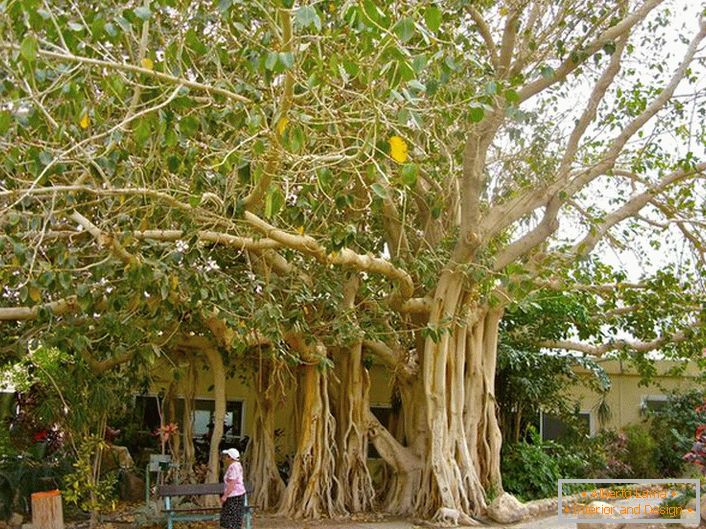 En Thaïlande, le ficus est considéré comme un arbre sacré et un symbole est représenté sur les bras du pays.