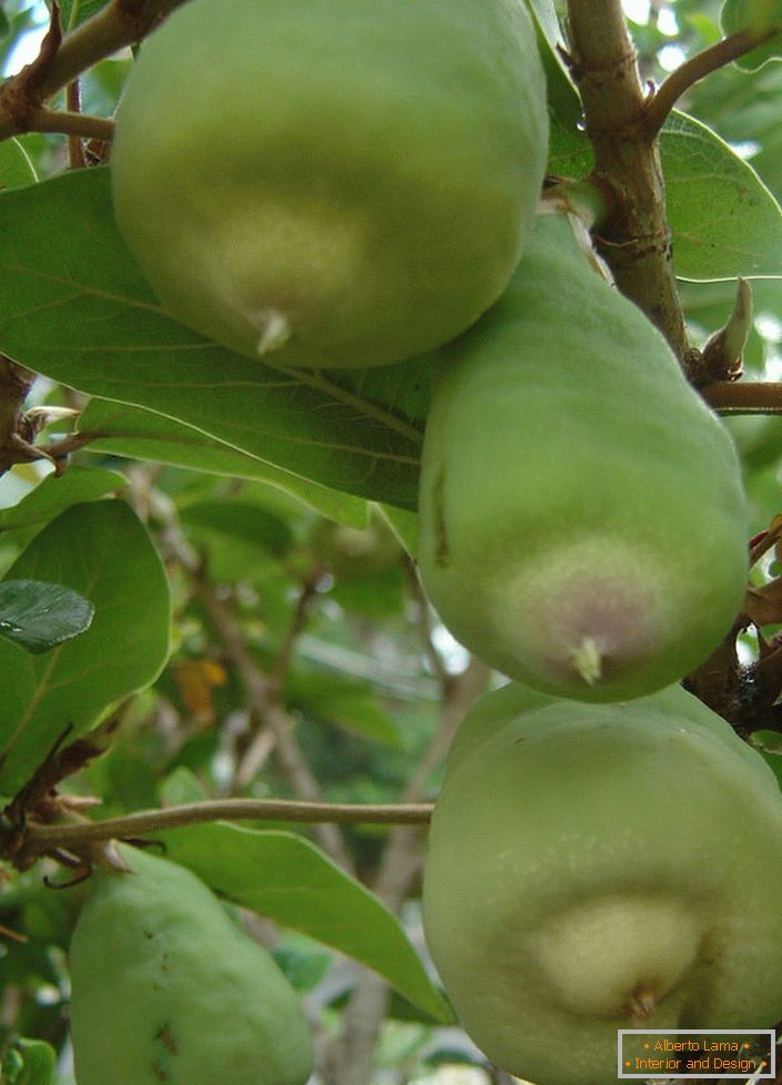 Fruits de ficus nain.
