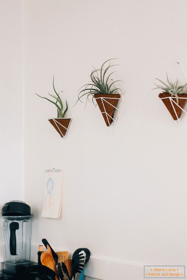 Des plantes sur le mur