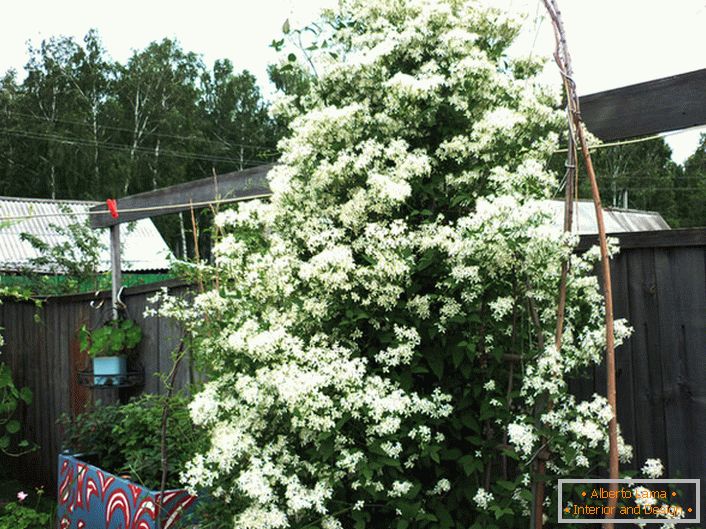Une épinette moelleuse décorée de bourgeons blancs comme neige - cela peut être un élément des mains habiles d'un jardinier patient.