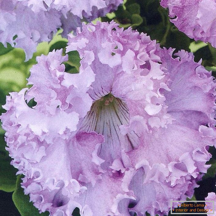 Petunia hybride au clair de lune Erfut Dwaft Light Roze.