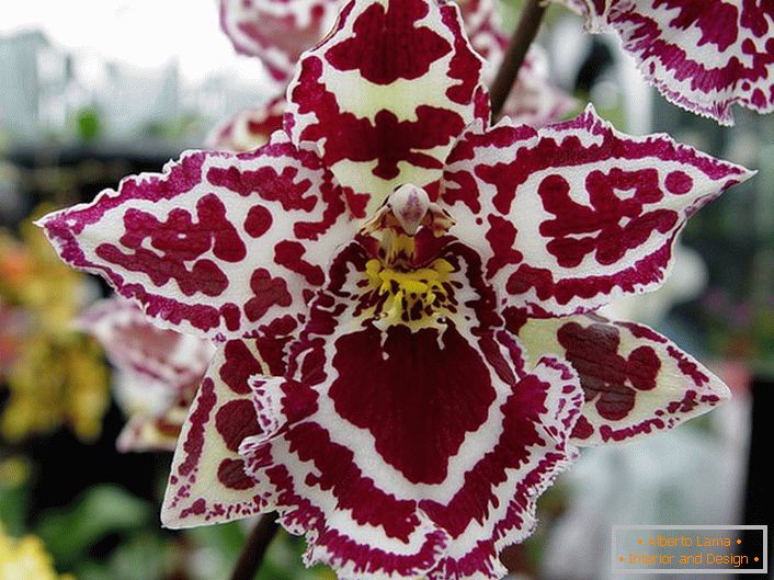 Orchidée Ornementale