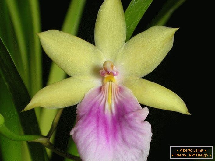 Gros plan orchidée