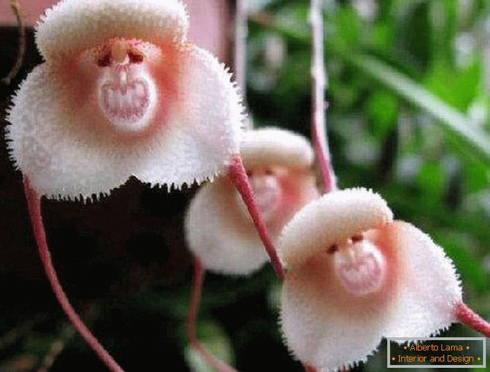 Orchidée des côtes d'Amazonie