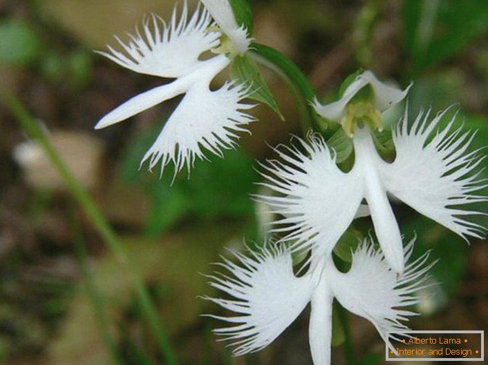 Une fleur étonnamment inhabituelle ressemblant à une cigogne blanche. L'orchidée est japonaise.