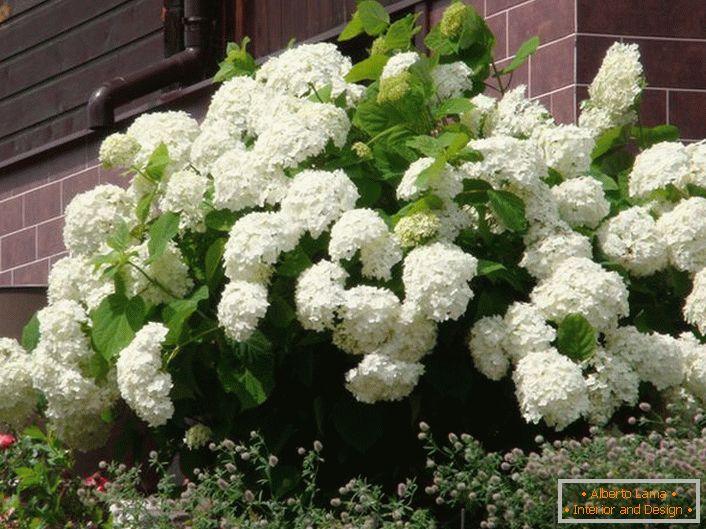 Les résidents de l'été apprécient l'hortensia pour une floraison luxuriante avec de gros bourgeons.