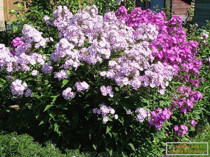 Inflorescences correctement damées d'un phlox subulé. 