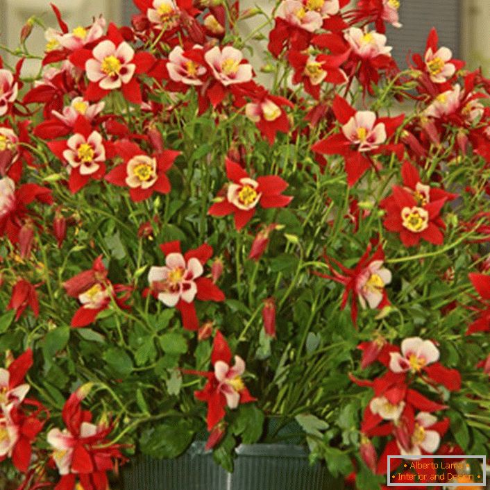 aquilegia fleurs rouges