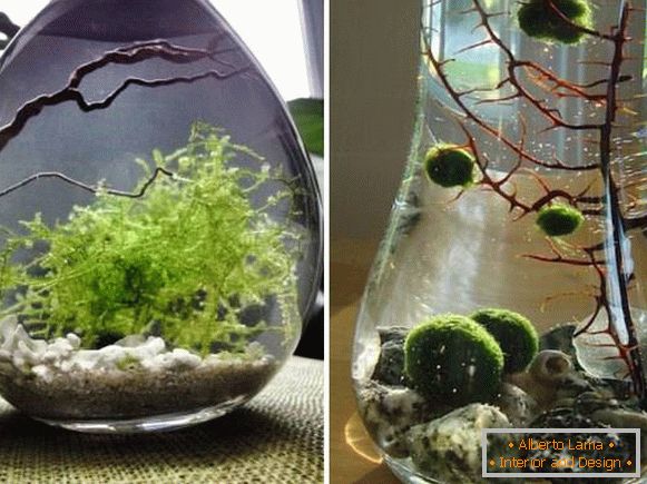 Plantes d'intérieur - algues