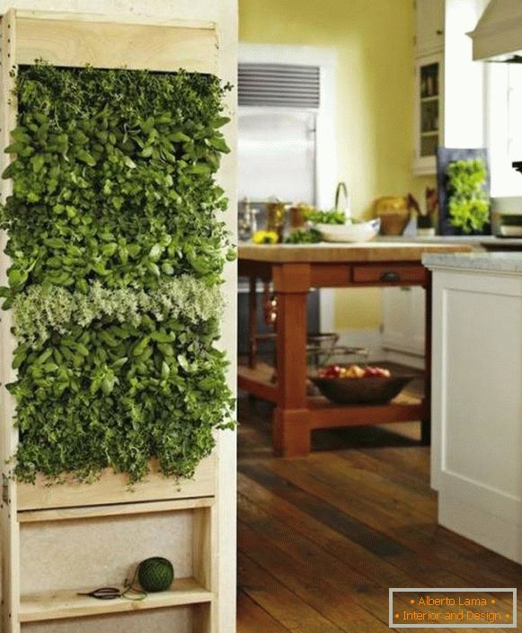 Plantes vertes dans la cuisine