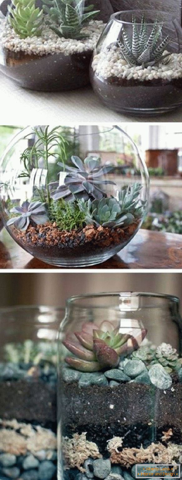 Plantes en pot dans des pots transparents