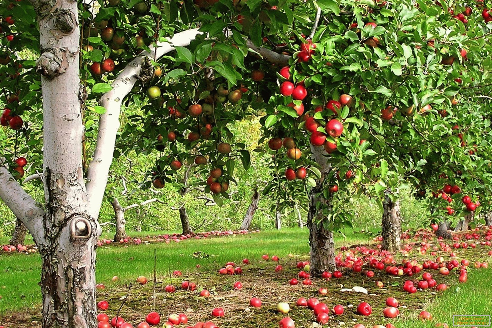 Jardin de pommes