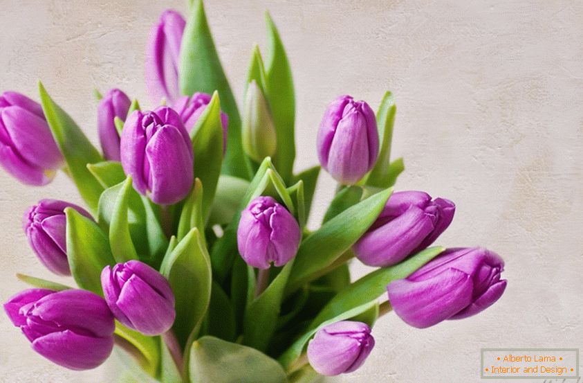Bouquet de tulipes lilas