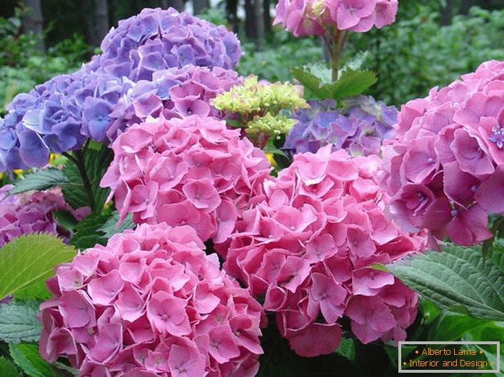 Les inflorescences rose pâle et violet pâle sont les préférées des jardiniers modernes.