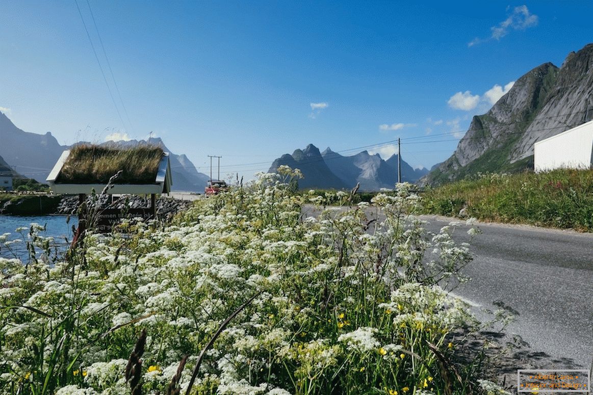 Beau champs de fleurs en Norvège