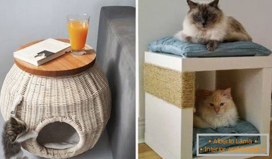 Une place pour un chat dans un appartement