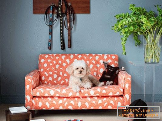 Canapé pour chien dans un appartement