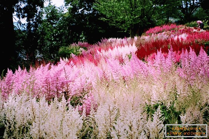 Les inflorescences de cramoisi blanc, rose et brillant se fondent harmonieusement dans le tableau général de l'aménagement paysager.
