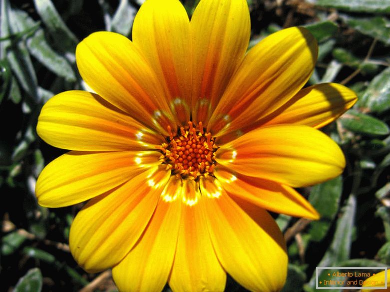 Délicate fleur jaune