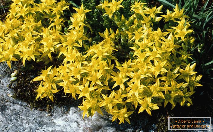 Les inflorescences jaune vif d'une des espèces de la famille des arbustes d'ornement sont des scories âcres.