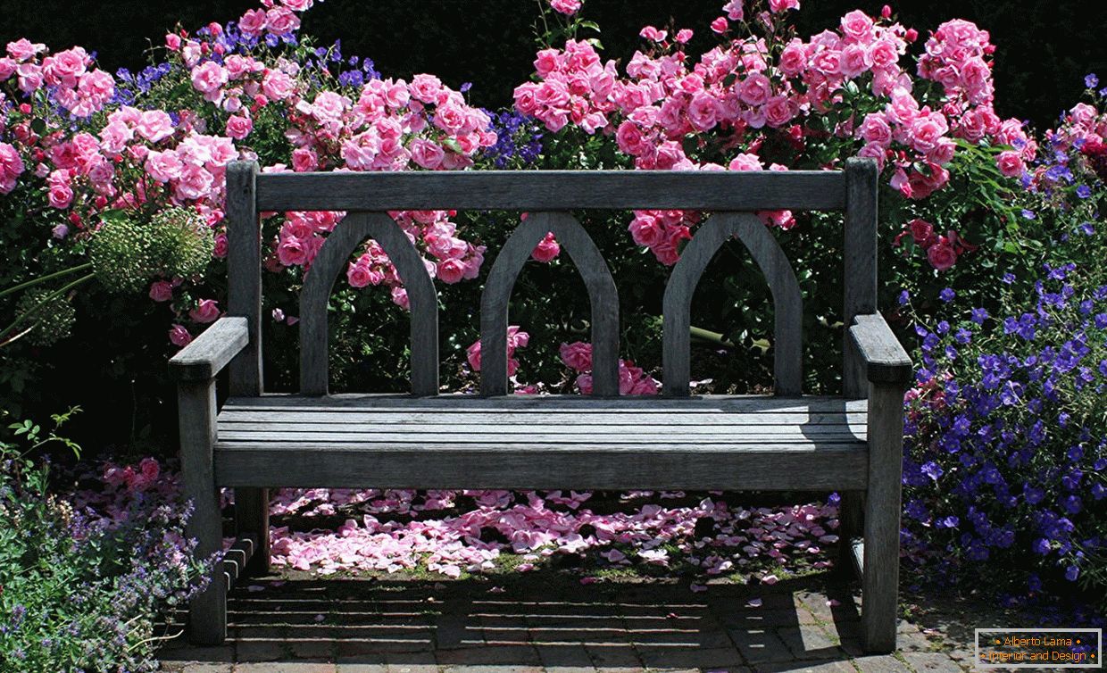 Roses derrière un banc de jardin