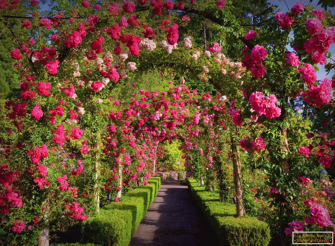 Roses en jardinage vertical