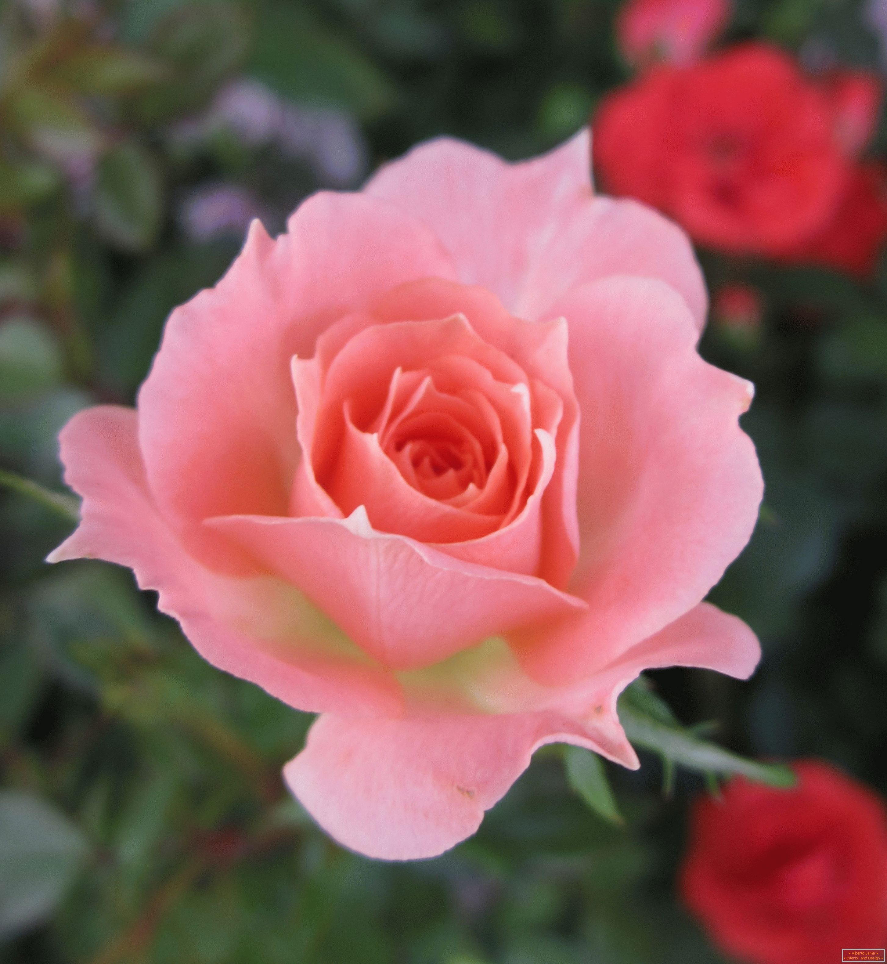 Rose d'ombre rose dans un environnement de fleurs rouges
