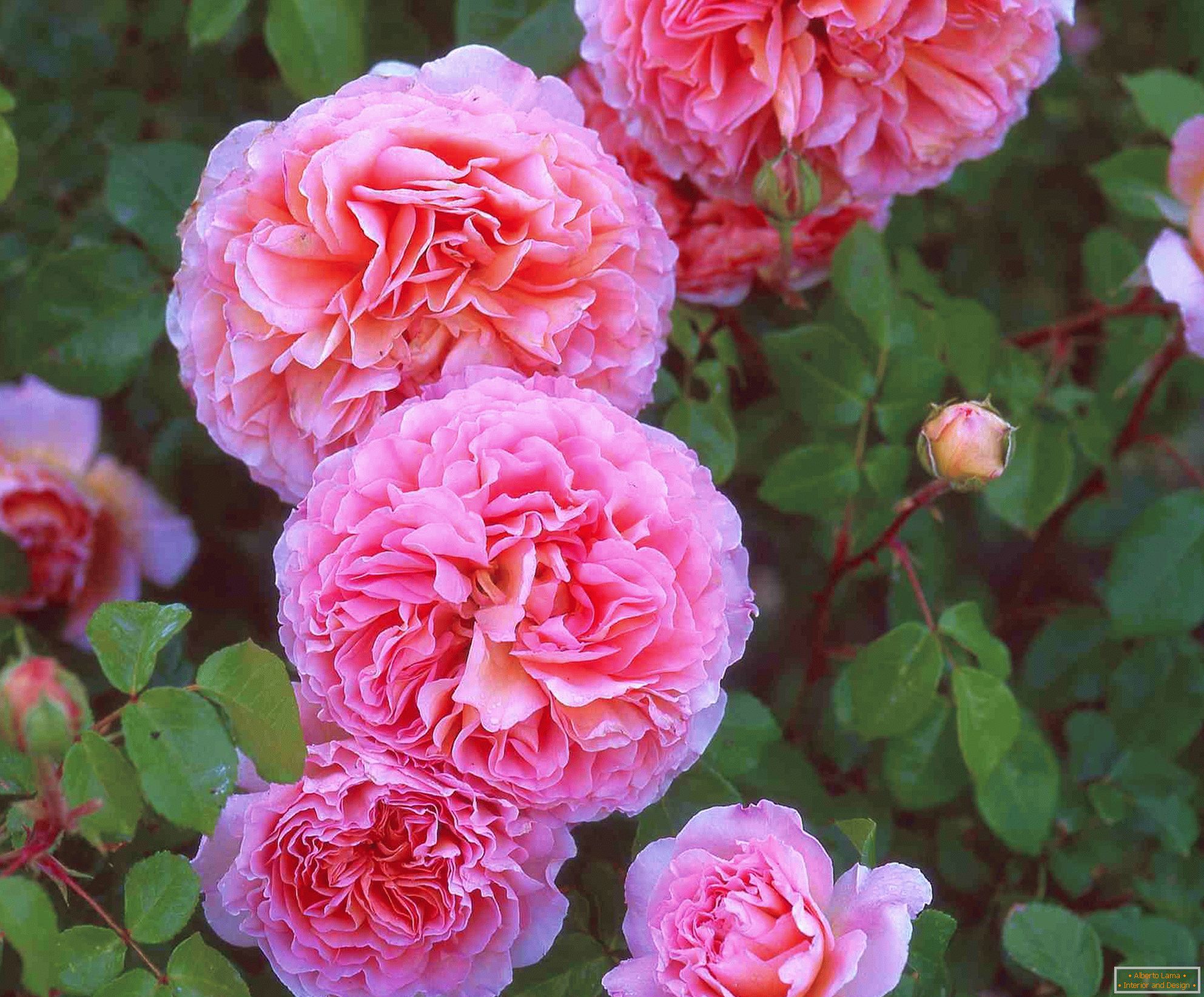 Double Rose Roses