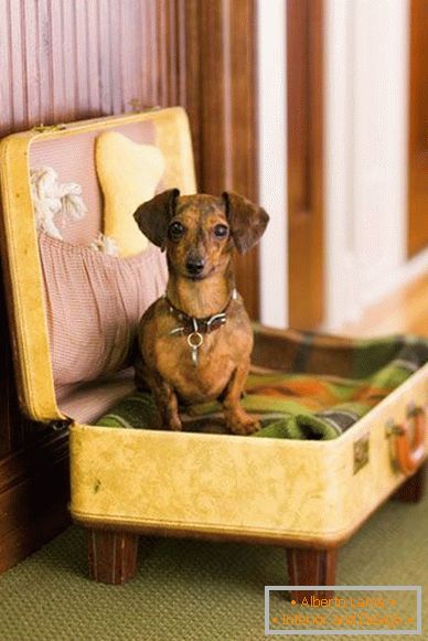Place pour un chien dans une valise