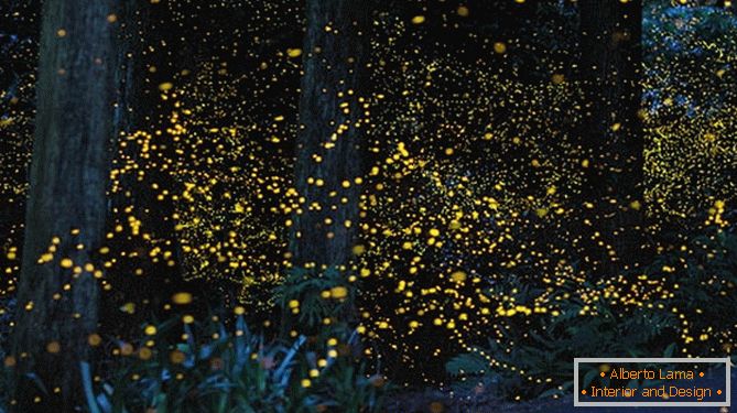 Fabuleuses lucioles dorées du photographe japonais Yuki Karo