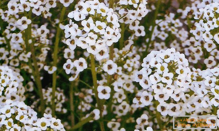 Des fleurs délicates d'alissum décoreront n'importe quelle zone de cottage.