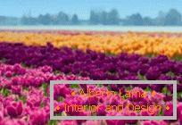 Tulipmania ou champs de tulipes colorées en Hollande