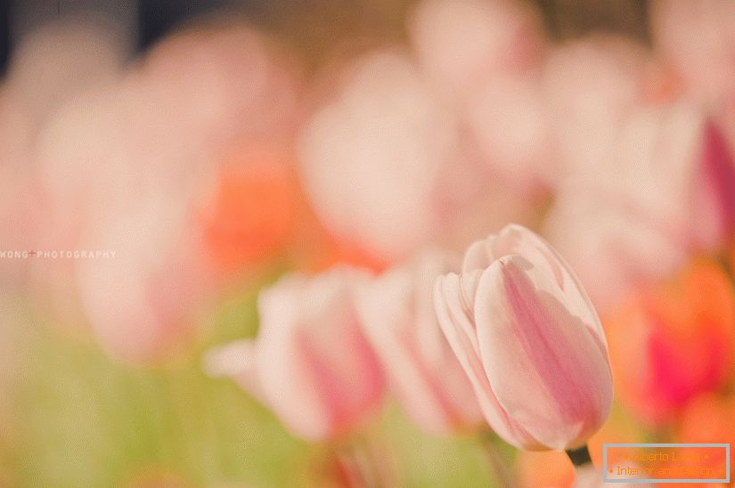 Photo délicate de tulipes