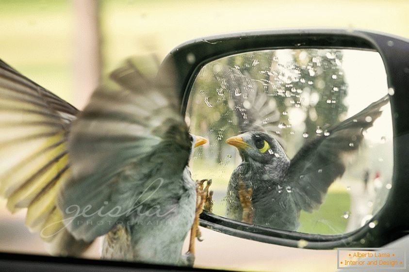 L'oiseau regarde dans le rétroviseur de la voiture