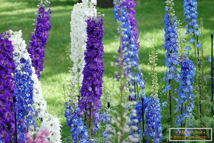 Ajax Delphinium.